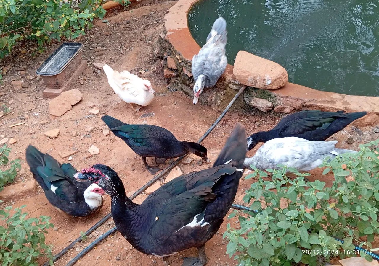 Patos Indios - Raros e Lindos