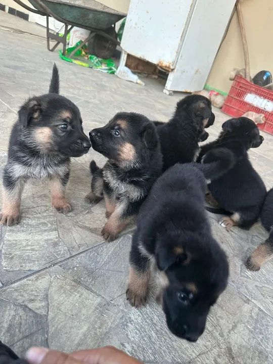 Filhotes de Pastor Alemão - Foto 4