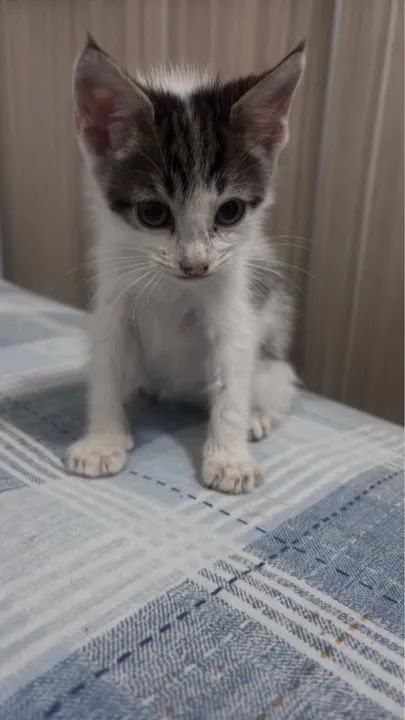 Filhotes Doacao  - Foto 5