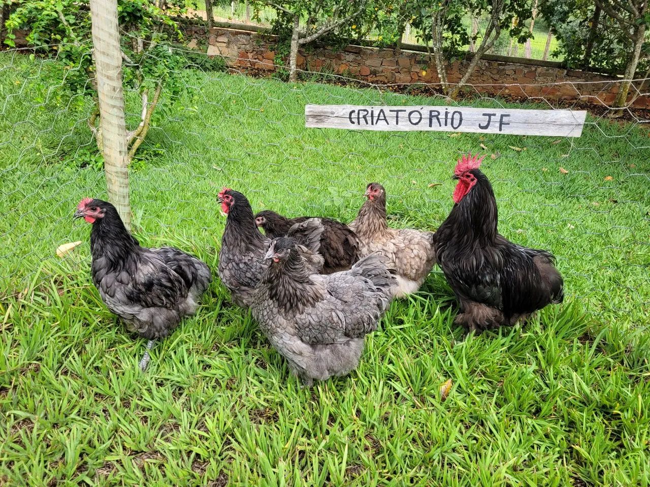 Galinhas Caipiras - Criatório JF