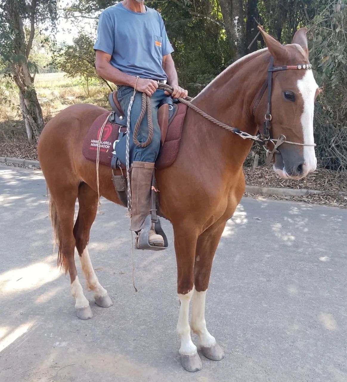 Potra Mangalarga Marchador sem registro para venda - Foto 2