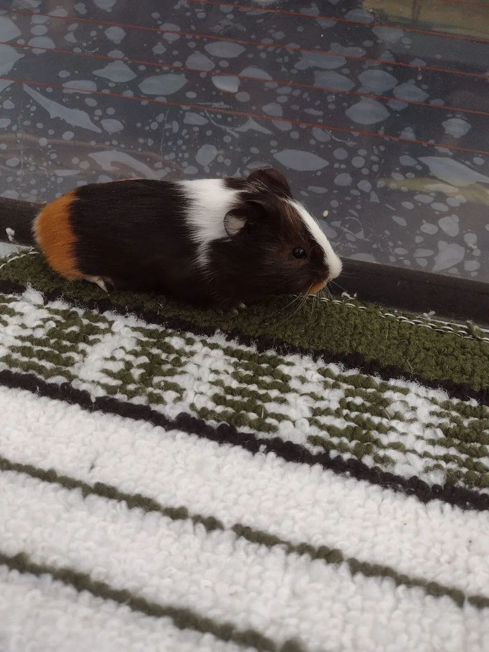 Porquinho da índia de várias cores  - Foto 6