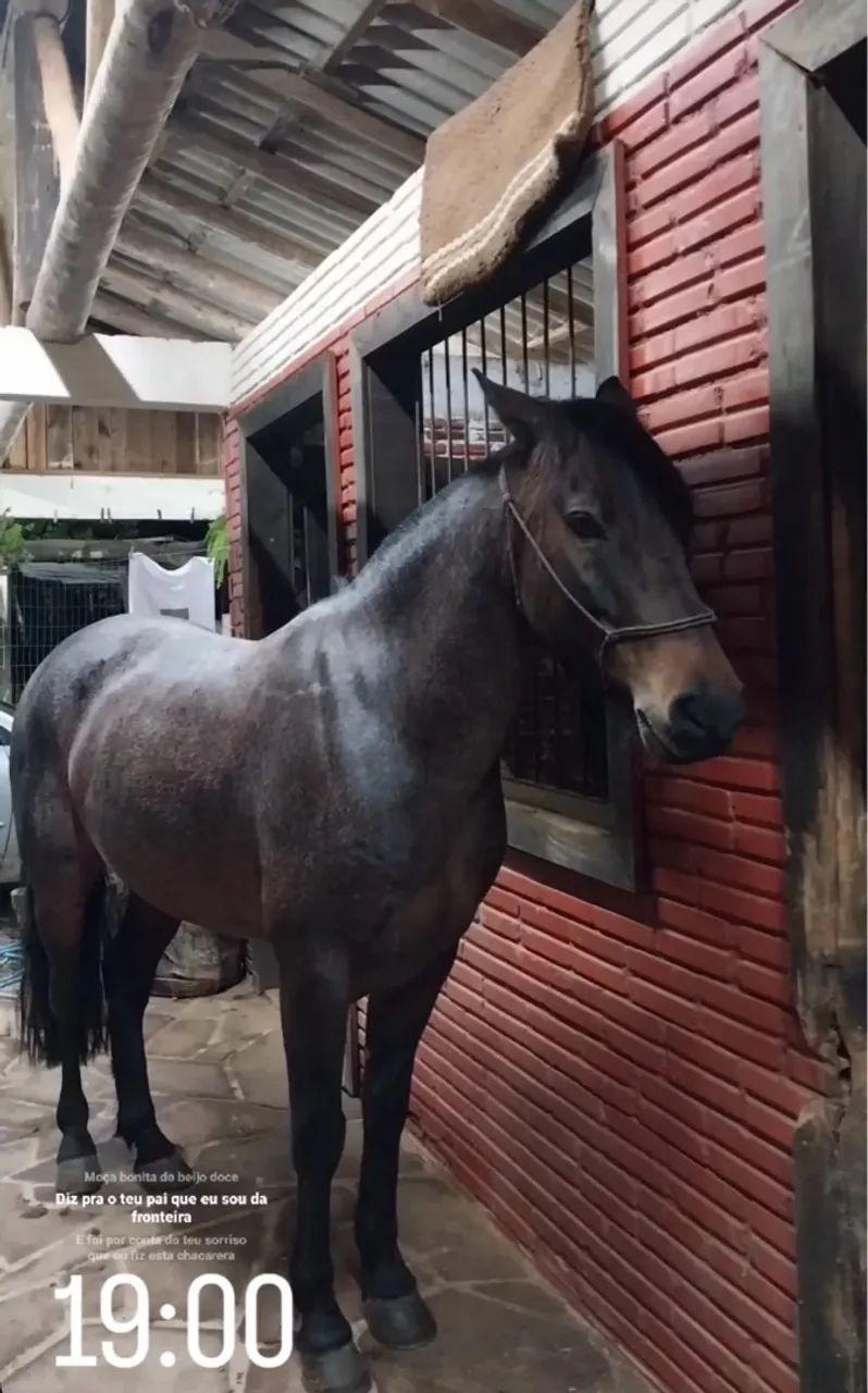 Castrado Chique, Top de laço! - Foto 4