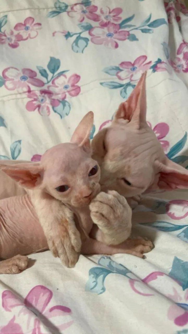 Gatinhos Sphynx( gato Egípcio)  - Foto 4