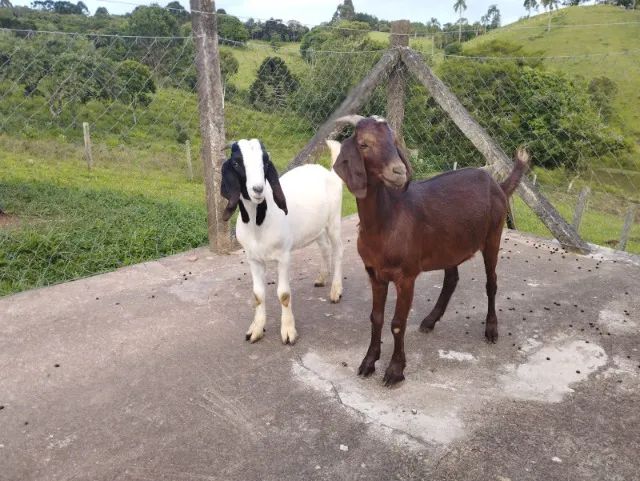 Cabrito Cabra Bode - adultos e filhotes - Varias opções - 28,00 o kg - Foto 3