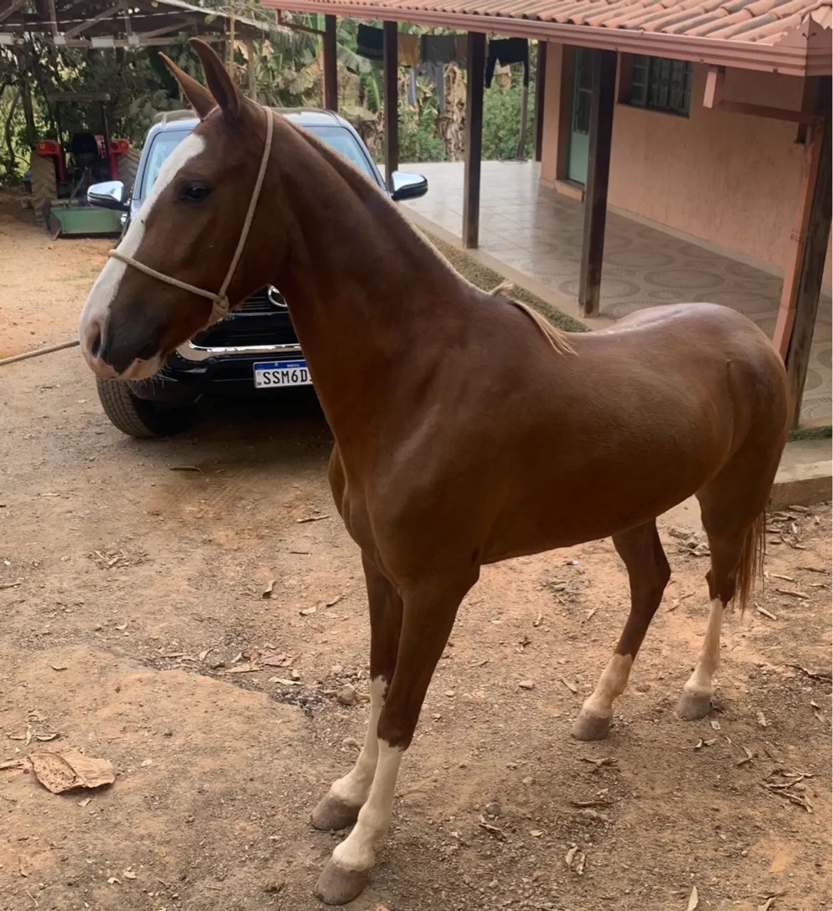 Potra Mangalarga Marchador sem registro para venda - Foto 5