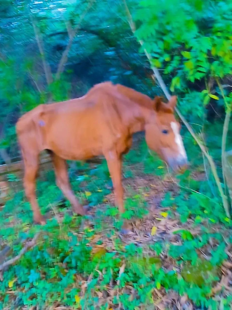 Éguinha mansa - Foto 2