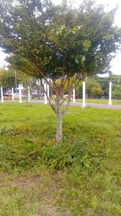 Jardineiro responsável roçando   - Foto 4