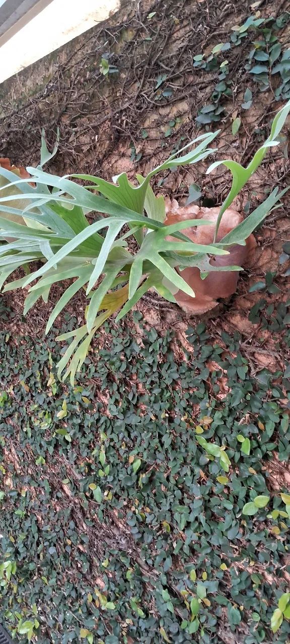 Planta verde para decoração