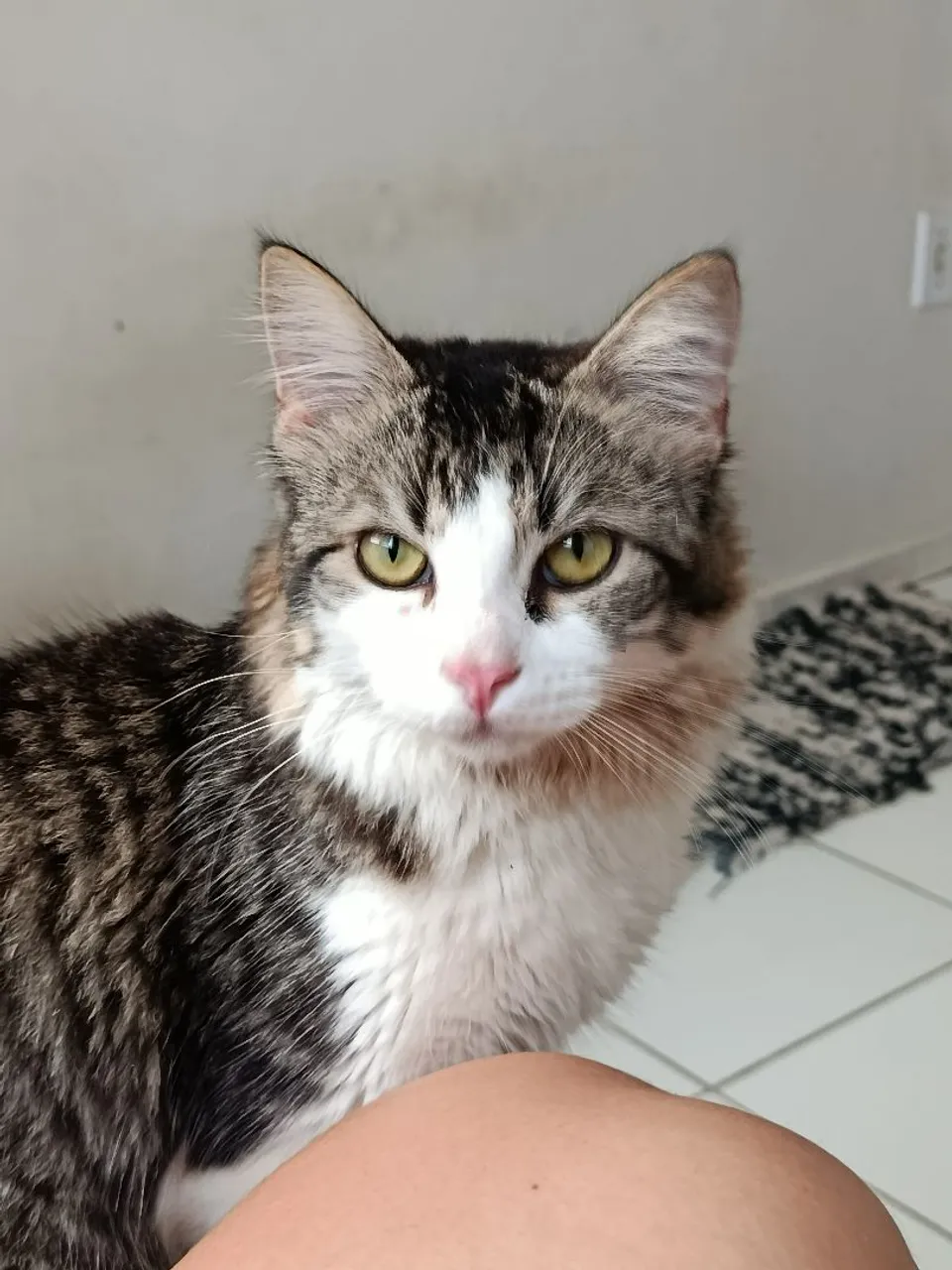 Gatinho fofo e peludo para doação