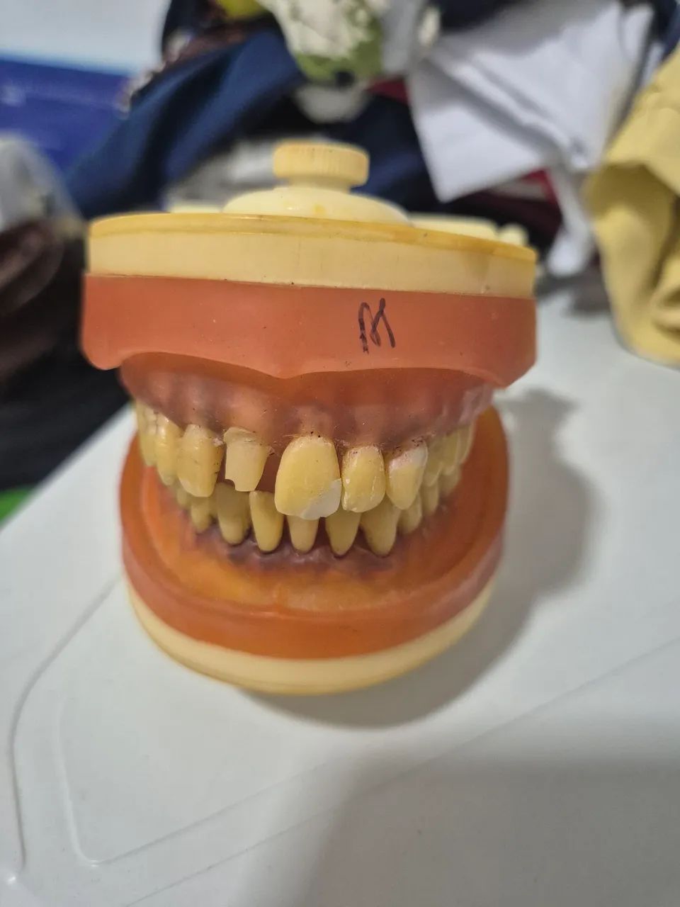 Manequim Modelo de Dentadura Odontológica