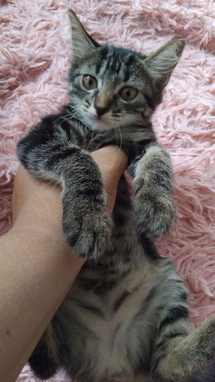 2 Gatinhos filhotes para adoção! - Foto 3