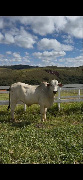 Touro Nelore - Tourinho PO