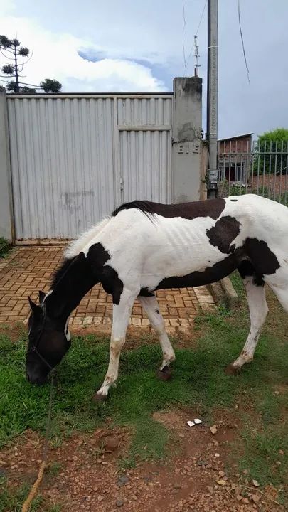 Potra tubiana  - Foto 4