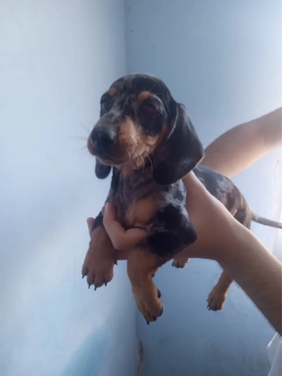 Filhote de Dachshund Arlequim macho