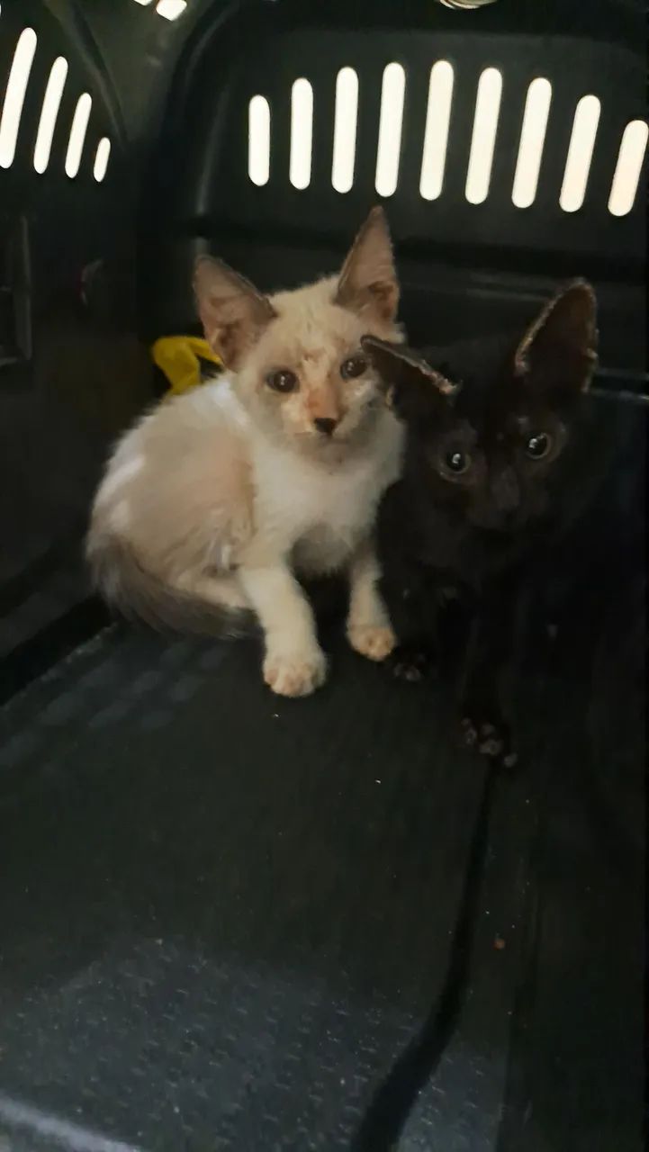 Gatinhos filhotes pra adoção responsável 
