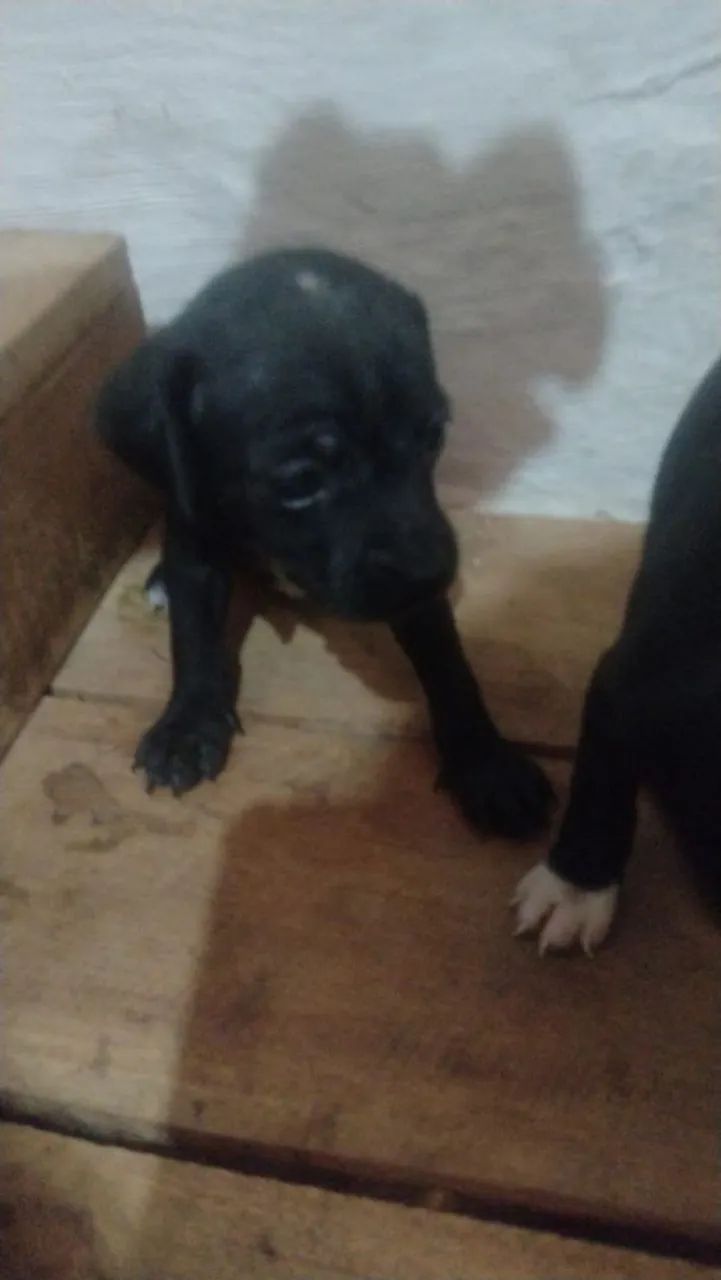 Adoção responsável 