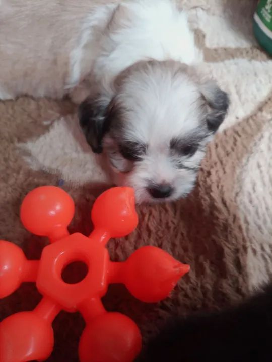 Vende _se filhote de chitzu macho - Foto 4