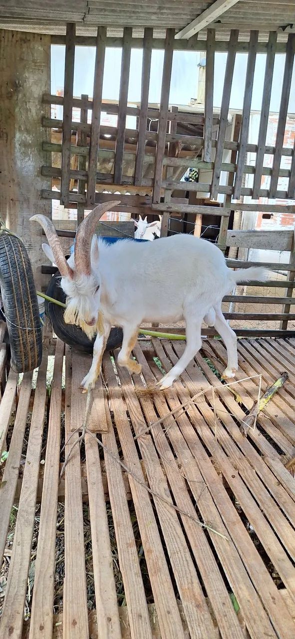 Vendo Bodinho Saanem - Foto 4