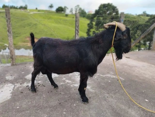 Cabrito Cabra Bode - adultos e filhotes - Varias opções - 28,00 o kg - Foto 5