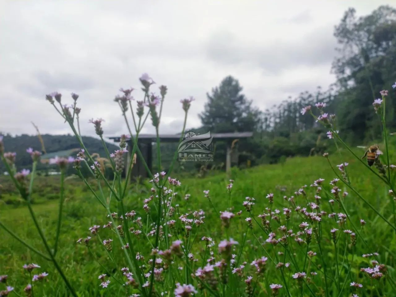 Terreno Rural para Venda em Angelina, TERCEIRA LINHA - Foto 3