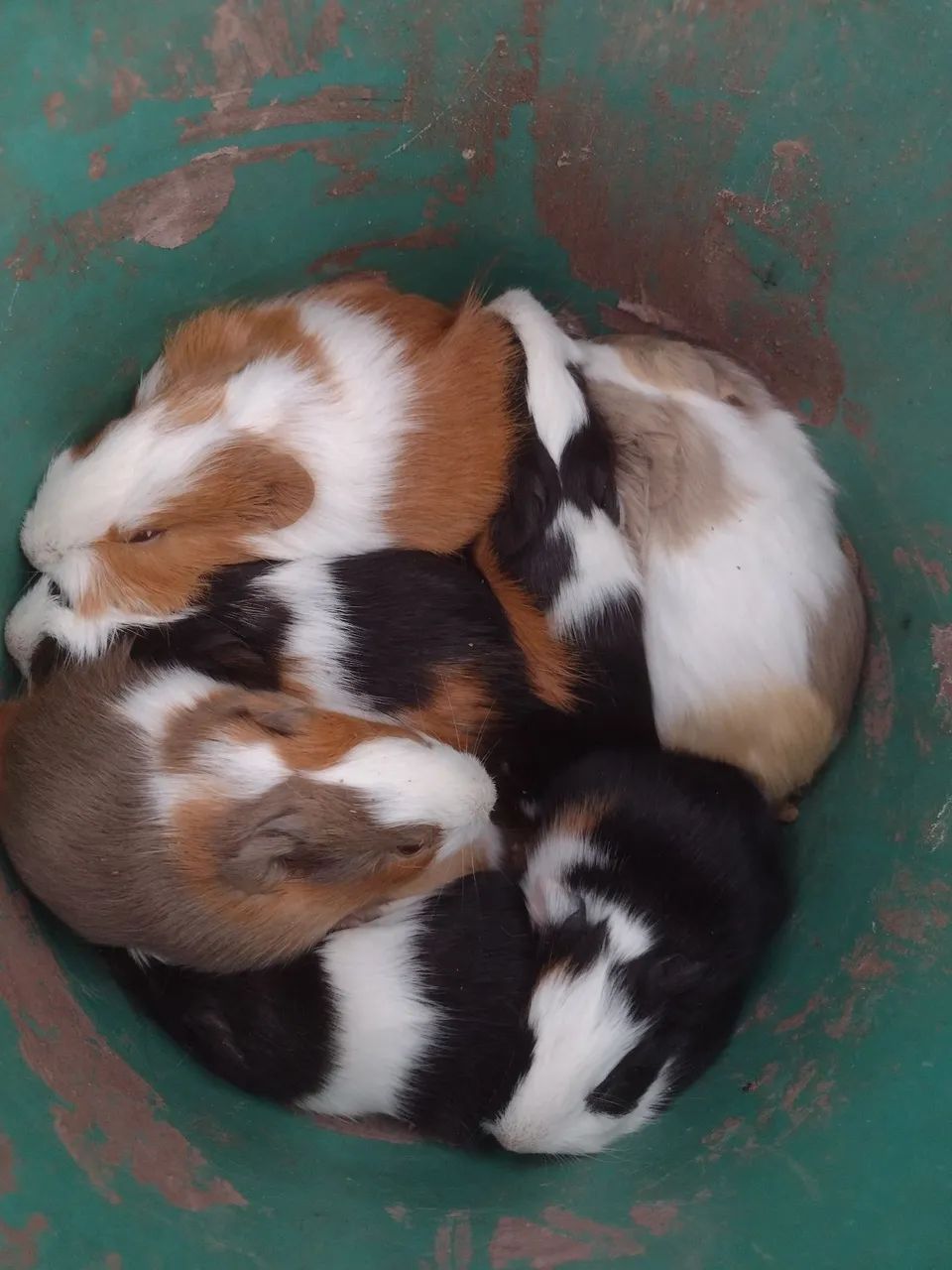 Porquinho da índia de várias cores 