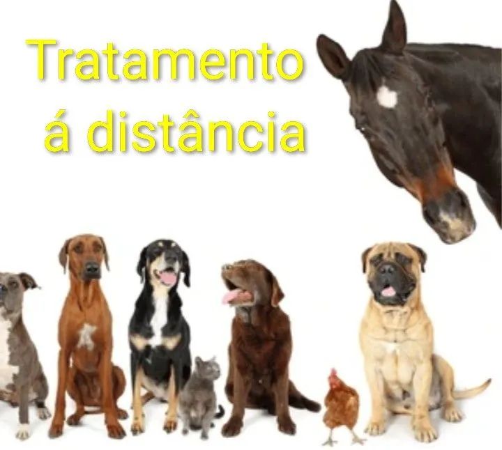 RADIESTESIA PETS - Foto 3