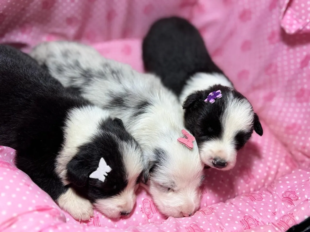 Border collie com pedigree CBKC - filhote puro