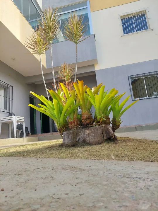 Serviços de poda e jardinagem  - Foto 2