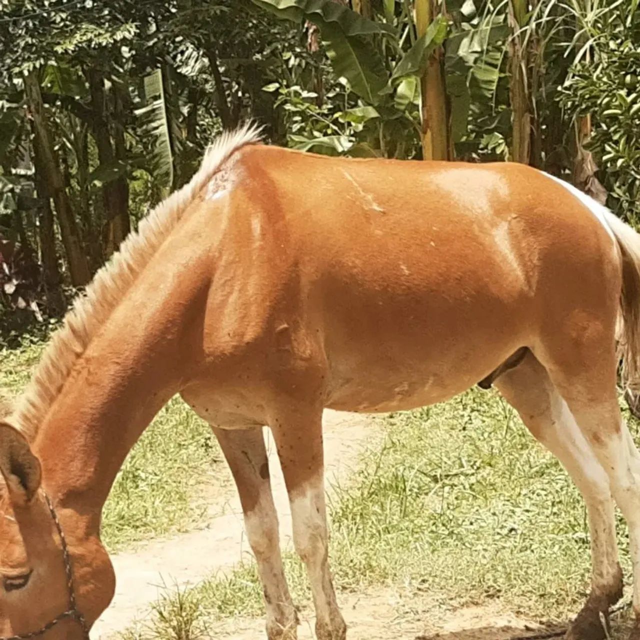 Burro Marchandor  - Foto 3