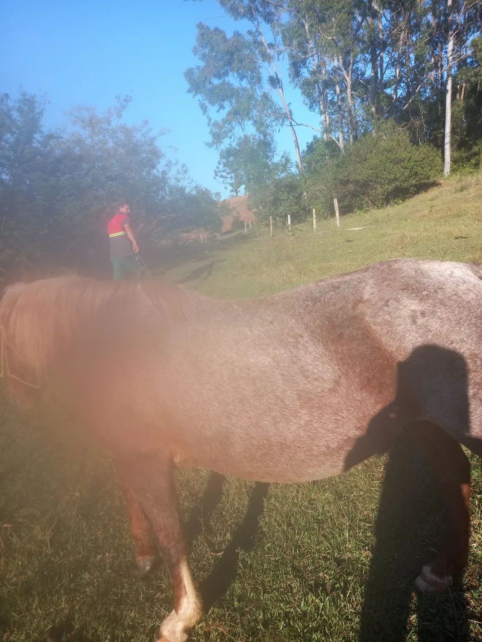 Cavalo para troca vaca ou 2 terneiras boas  - Foto 4