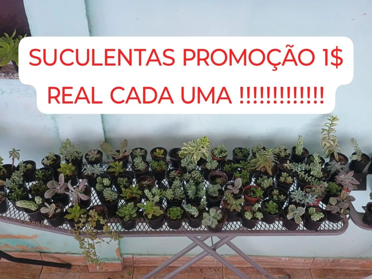 Suculentas em promoção - R$ 1,00 cada