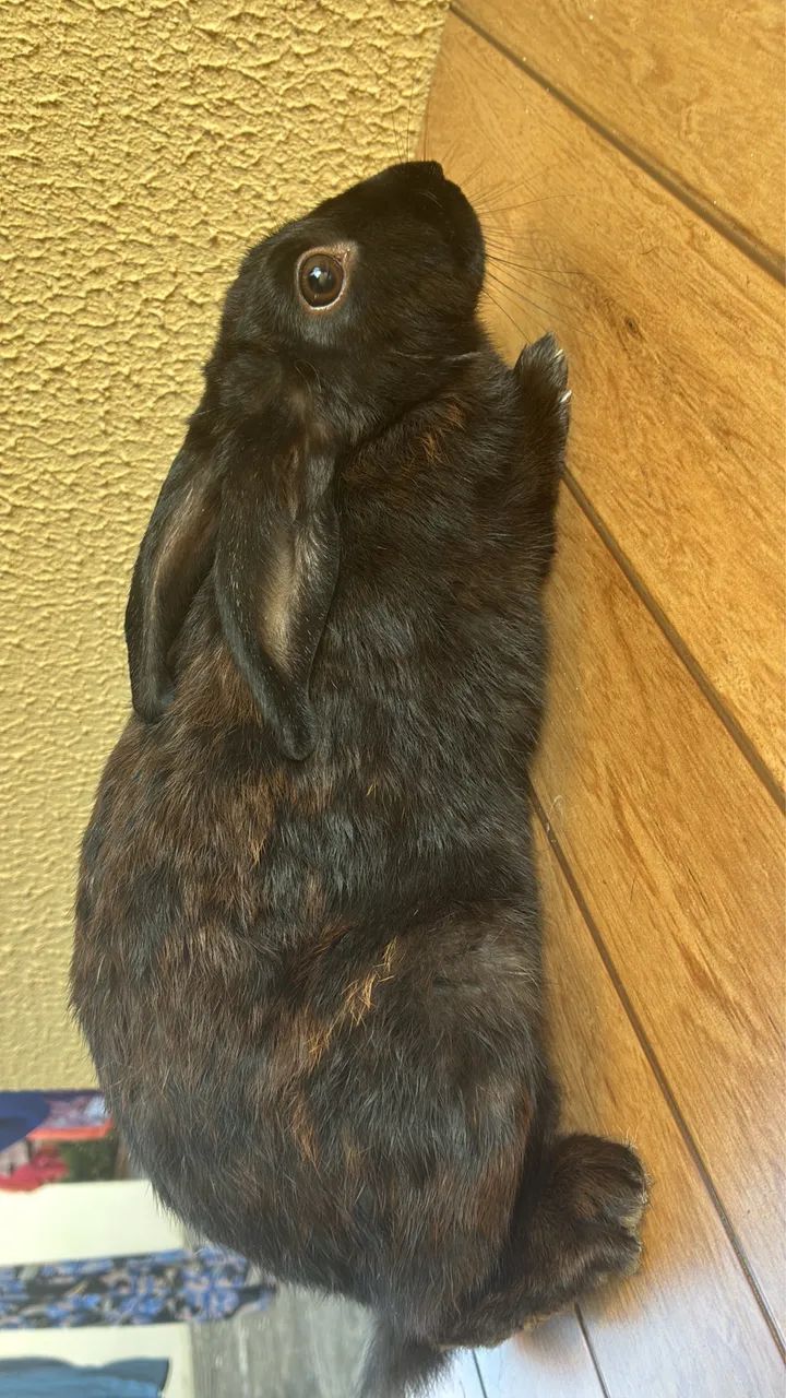 Coelha fêmea  - Foto 2