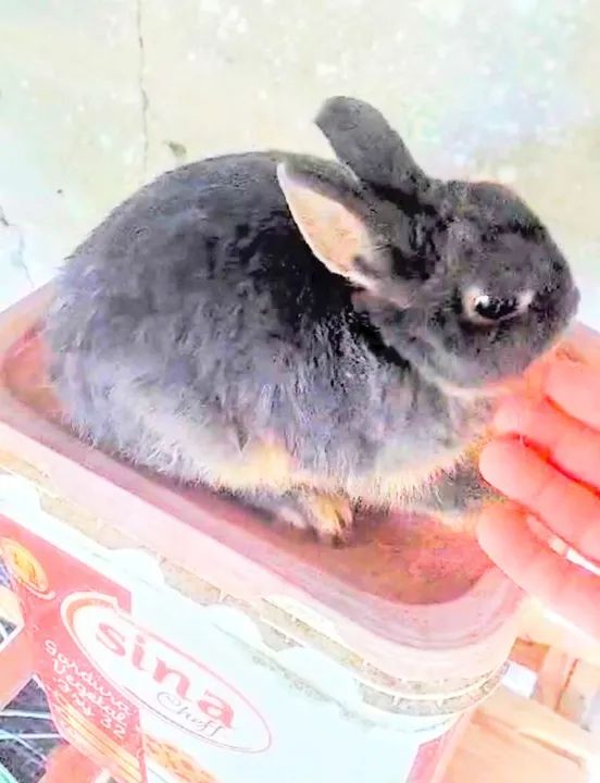 Coelho Anão Netlandw e normais