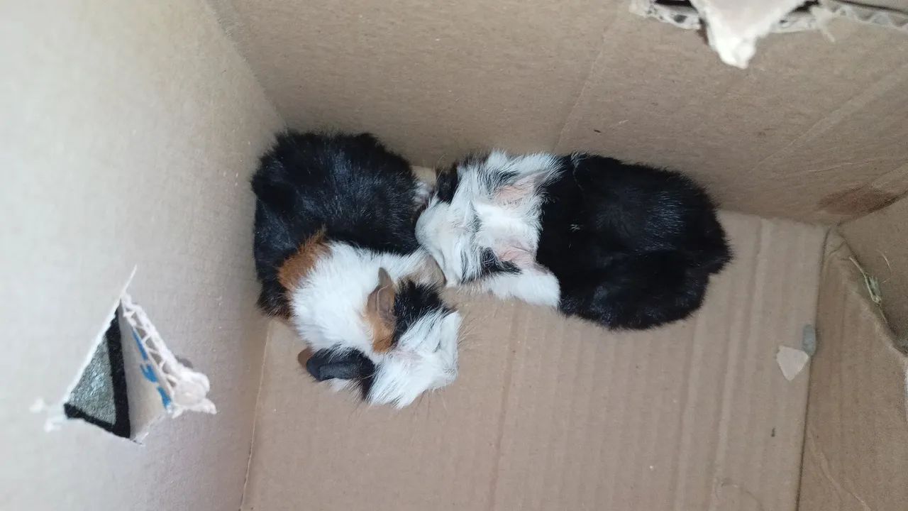 Coelho Anão Netlandw e normais - Foto 4