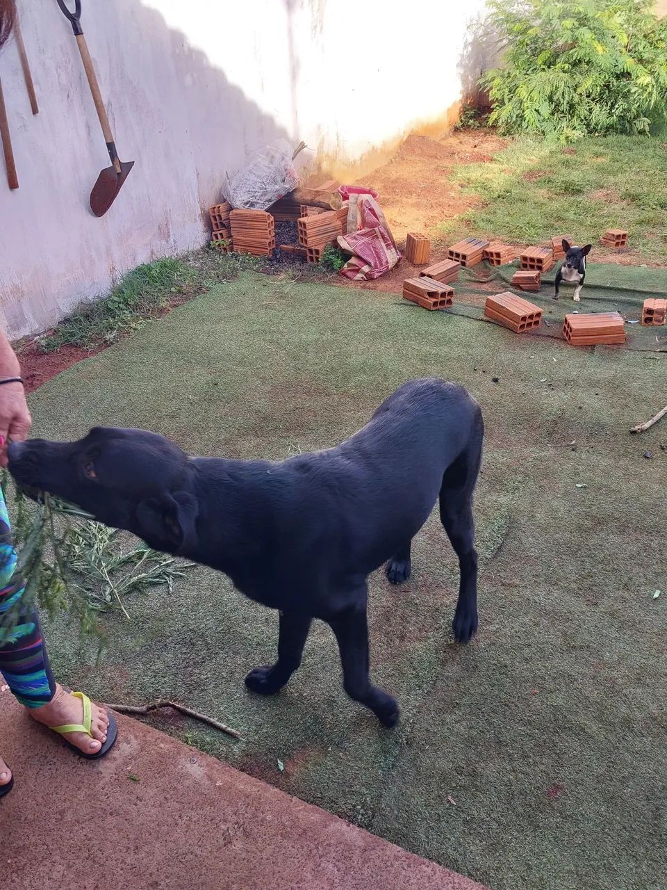 Cão Preto Adorável para Adoção