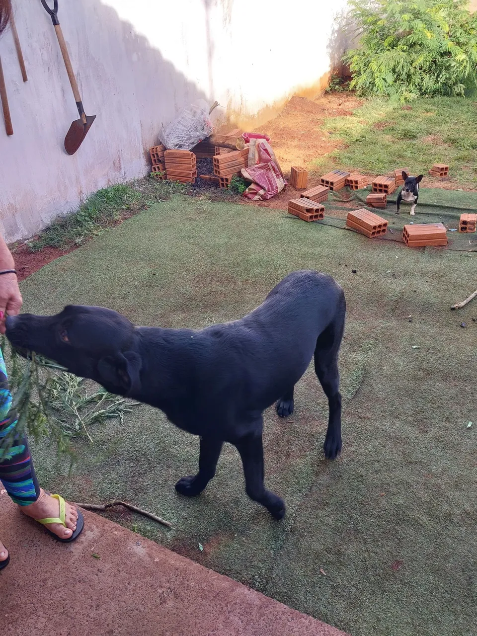 Cão Preto Adorável para Adoção