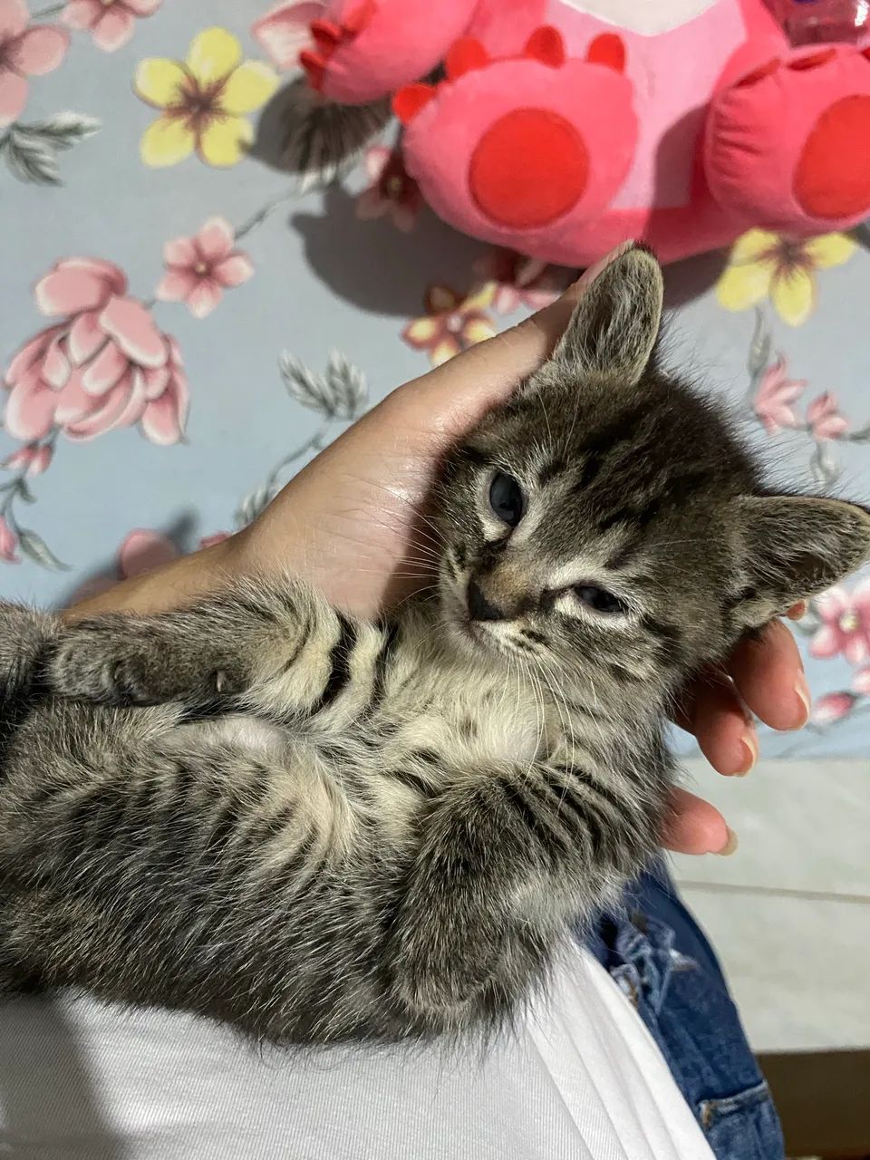 Gatinhos para doação  - Foto 4