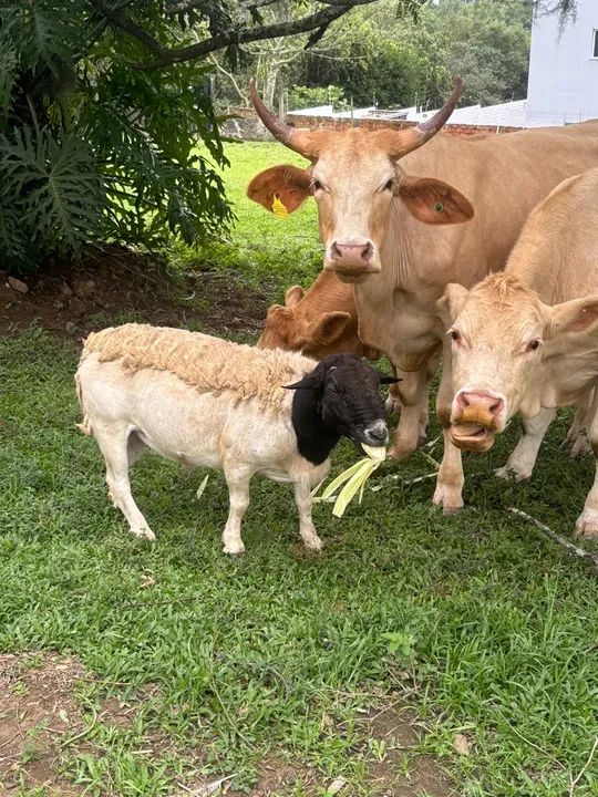 Ovelha Dorper - Foto 2