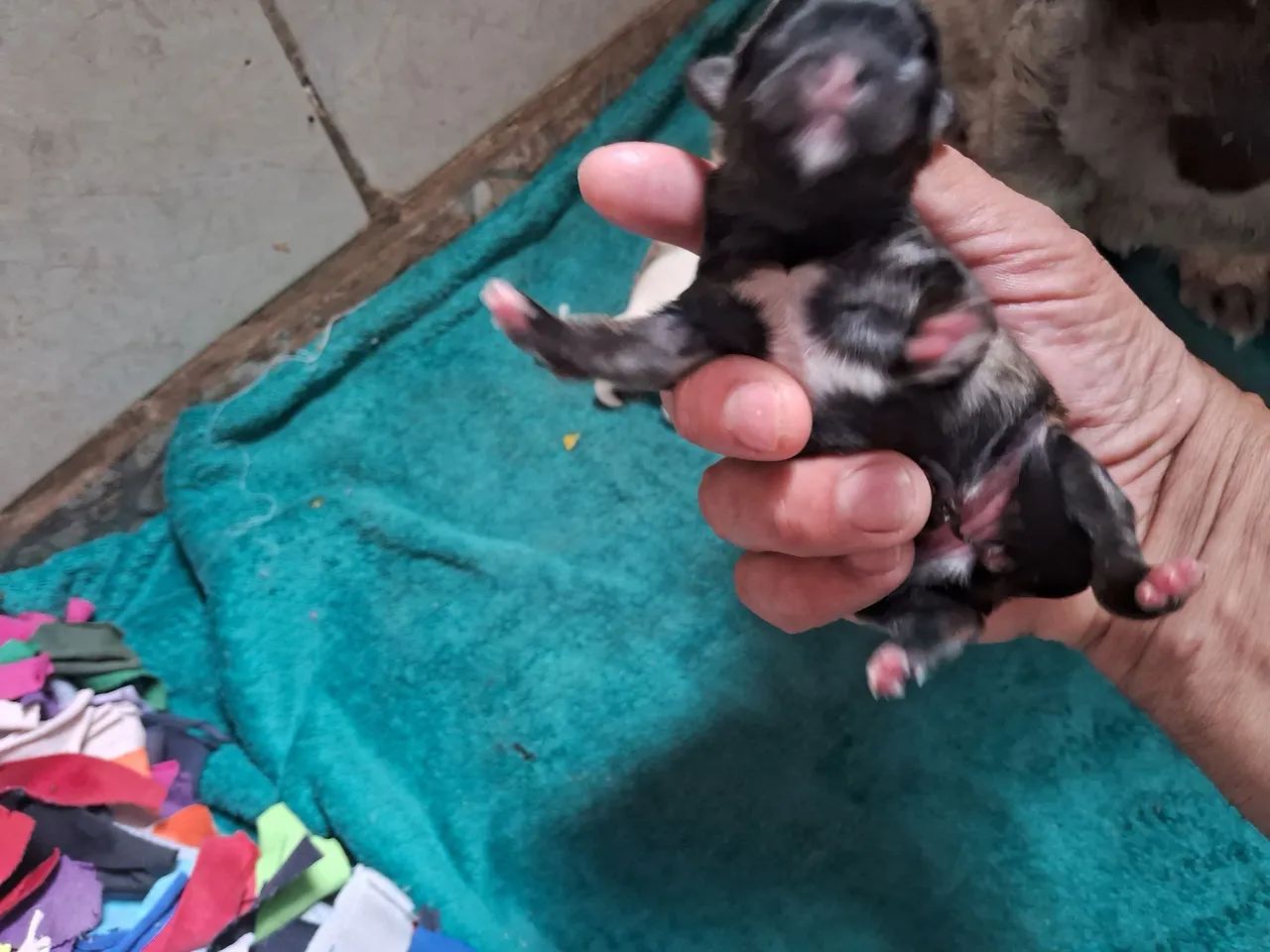 Filhotes de shih tzu - Foto 5