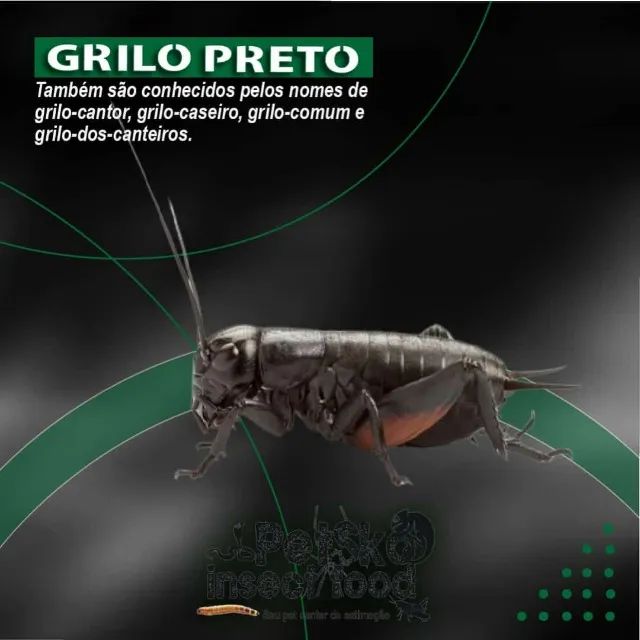 grilo preto - Foto 3