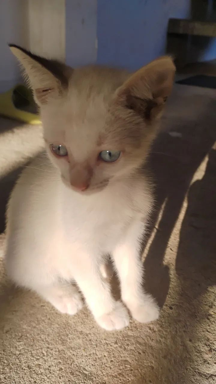 Gatinhas fofas para adoção - Foto 3