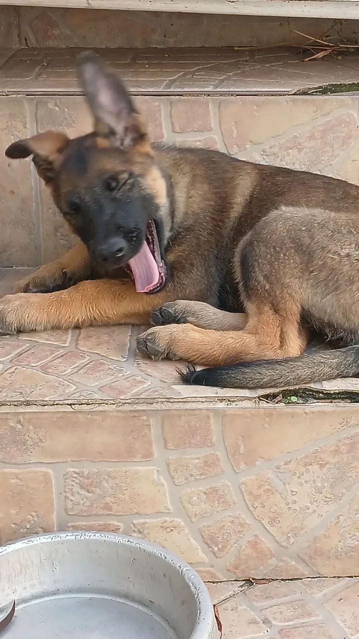 Pastor malinóis  - Foto 3