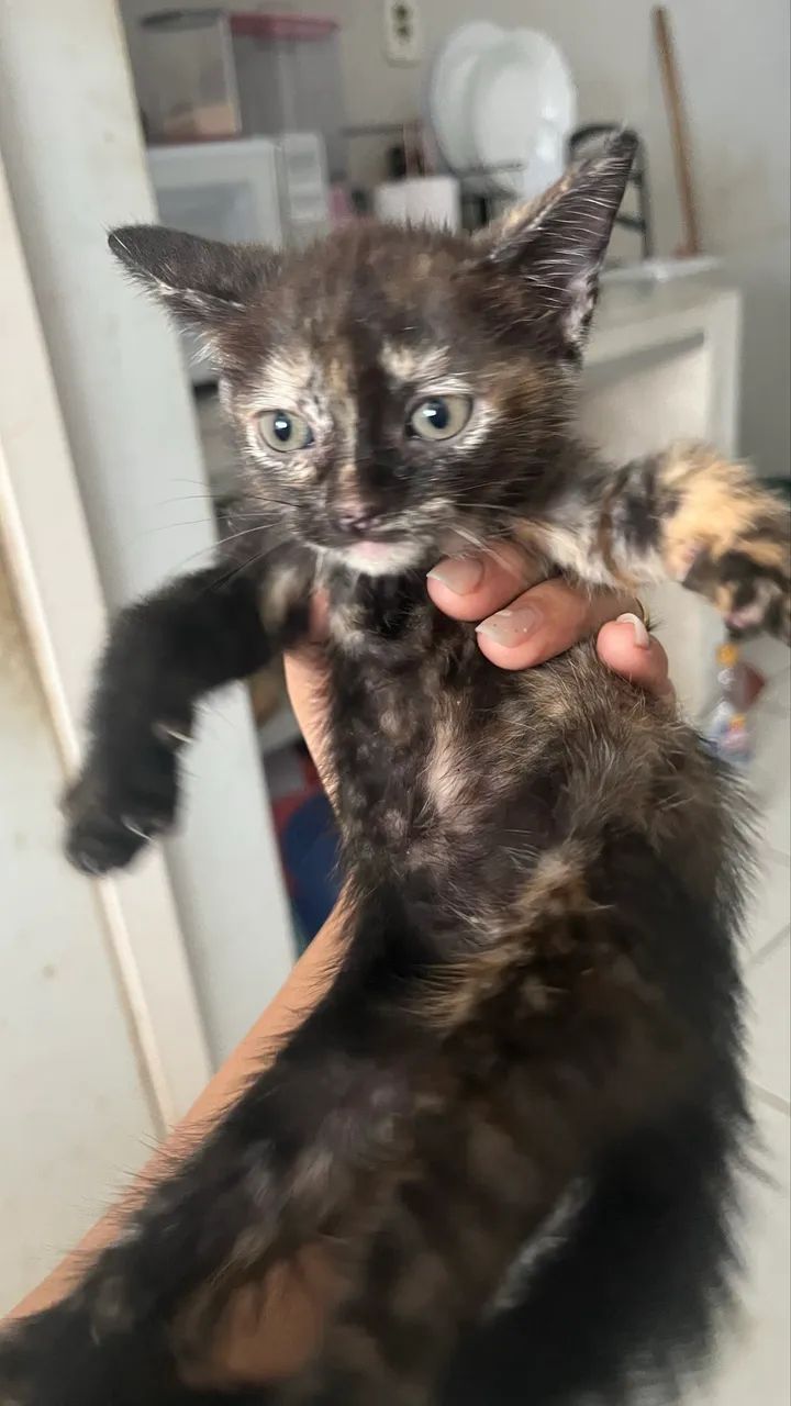 GATA MESCLADA PARA ADOÇÃO  - Foto 2