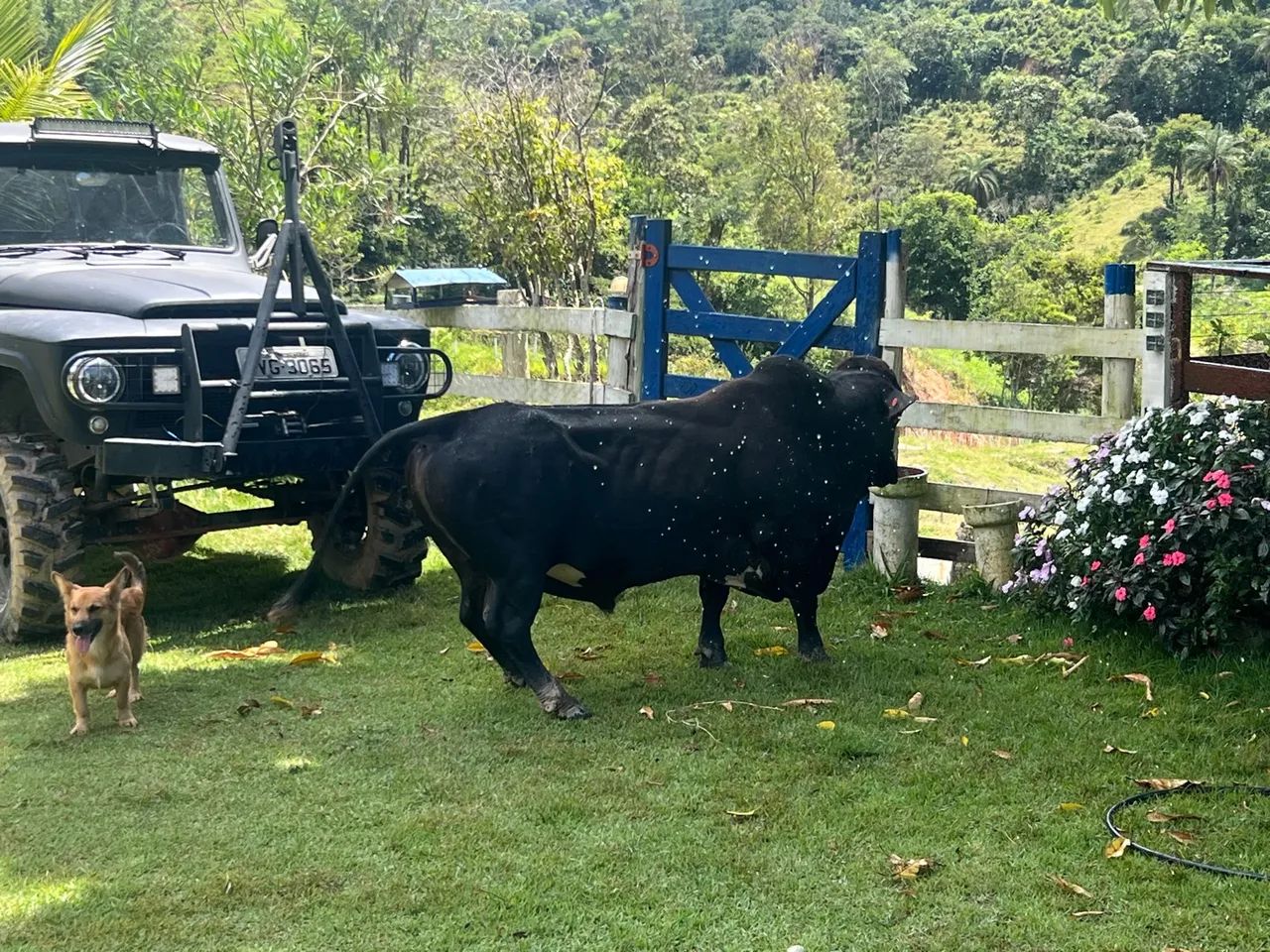 Mini boi Negro para Venda - Foto 5
