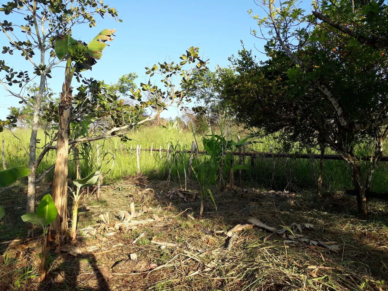 Vende se sítio  - Foto 15