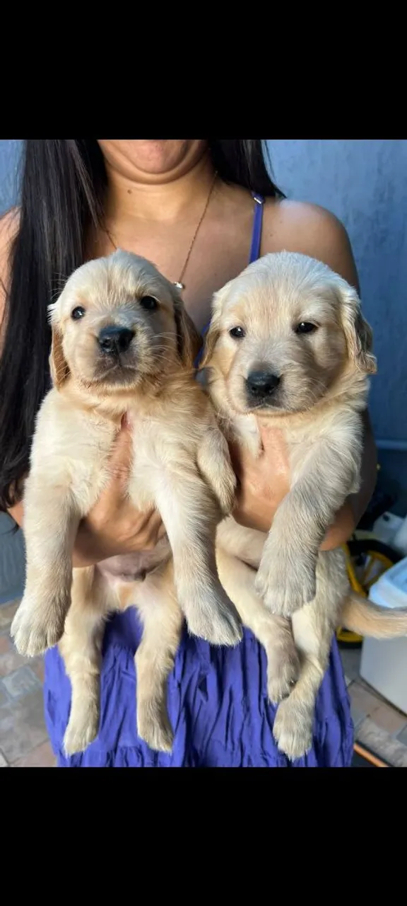 Filhotes de Golden Retriever
