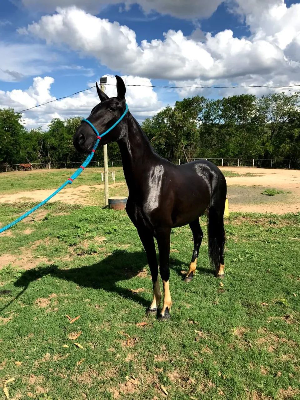 Vendo Potra Preta Pampa 