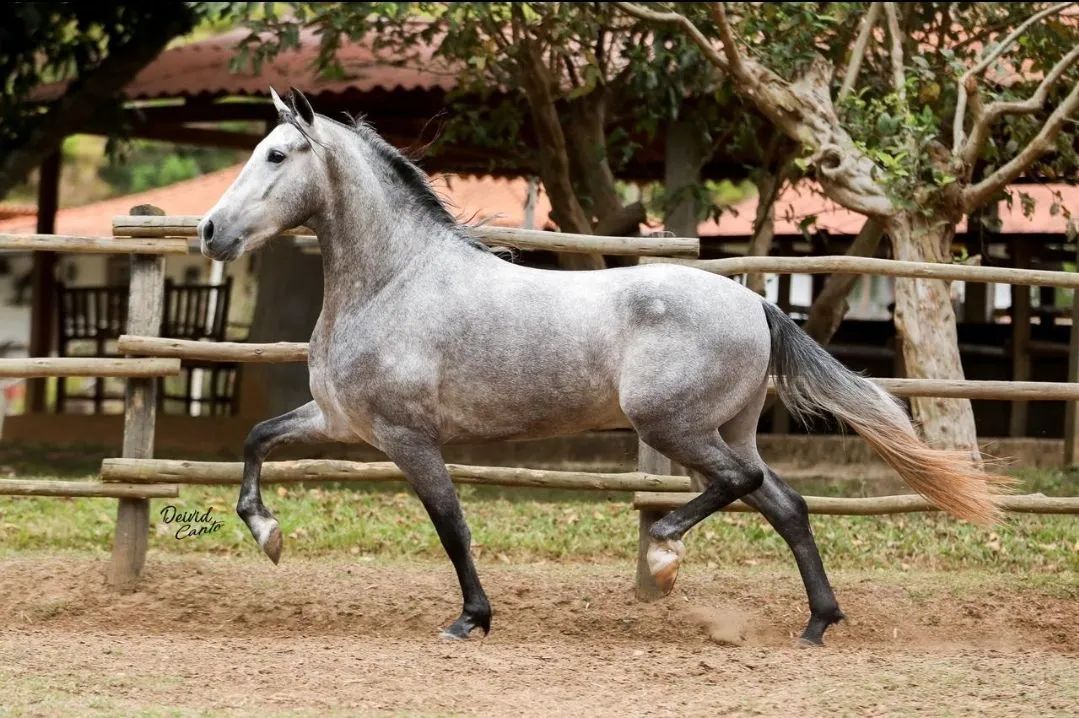 Mangalarga exposição 
