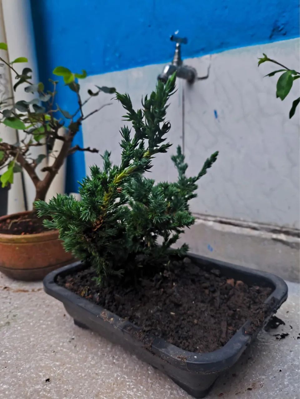 Lote com 3 bonsais - Foto 4